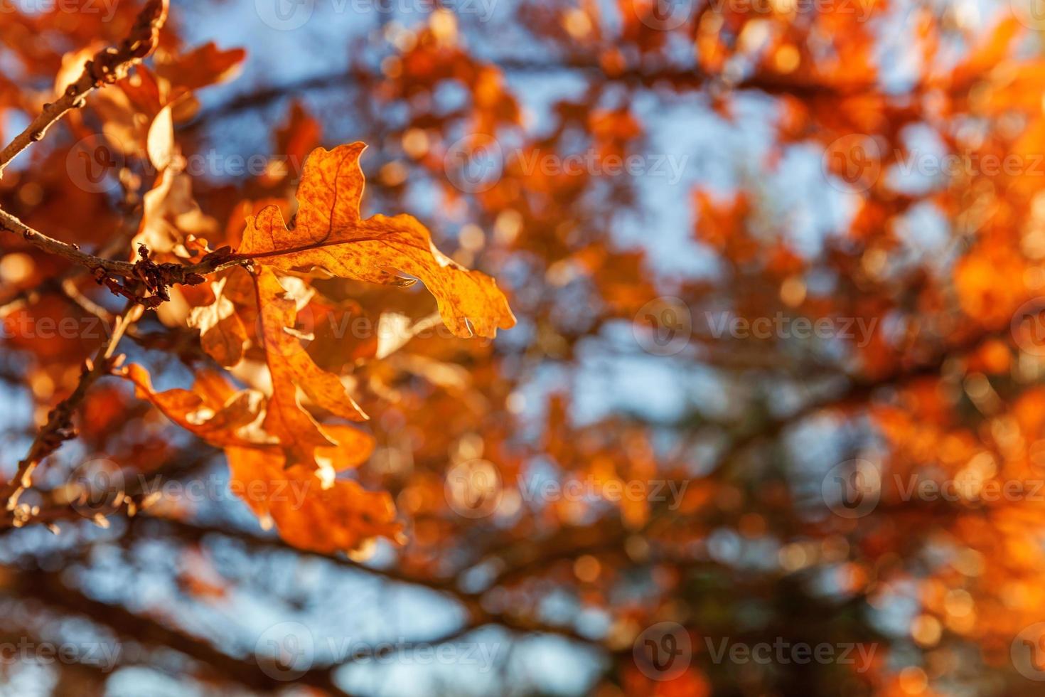 Natural autumn fall view of trees with yellow orange leaf in garden