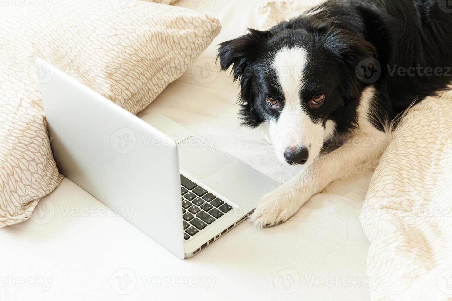 Mobile Office at home. Funny portrait cute puppy dog border collie on bed working surfing browsing internet using laptop pc computer at home indoor. Pet life freelance business quarantine concept. photo