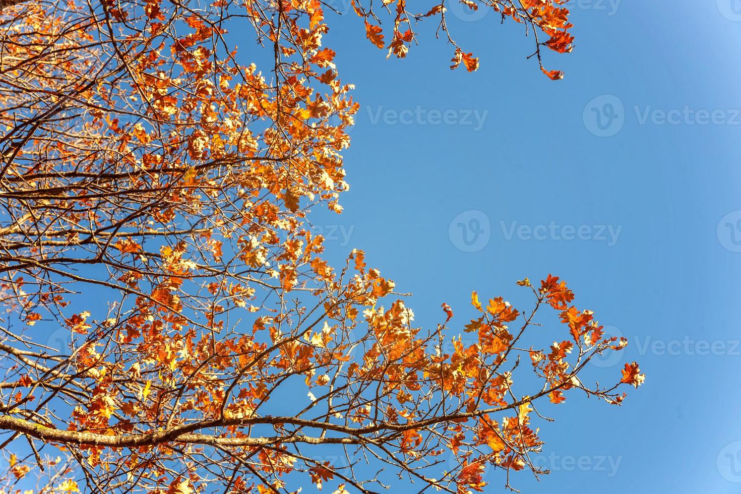 Natural autumn fall view of trees with yellow orange leaf in garden forest or park. Oak leaves during autumn season. Inspirational nature in october or september. Change of seasons concept. photo