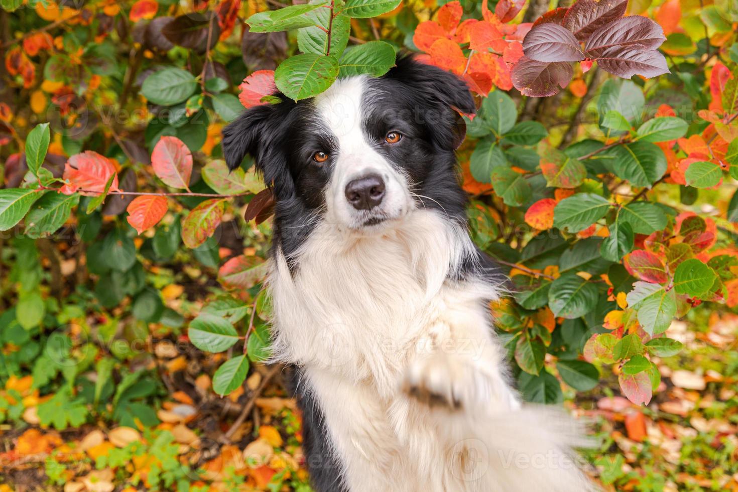 Funny smiling puppy dog border collie playing jumping on fall colorful foliage background in park outdoor. Dog on walking in autumn day. Hello Autumn cold weather concept. photo