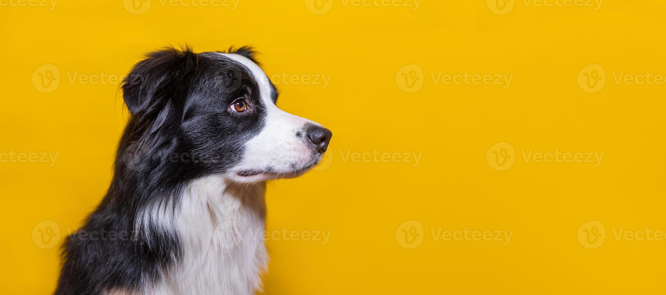 Funny portrait of cute puppy dog border collie isolated on yellow colorful background. Cute pet dog. Pet animal life concept. Banner, copy space photo
