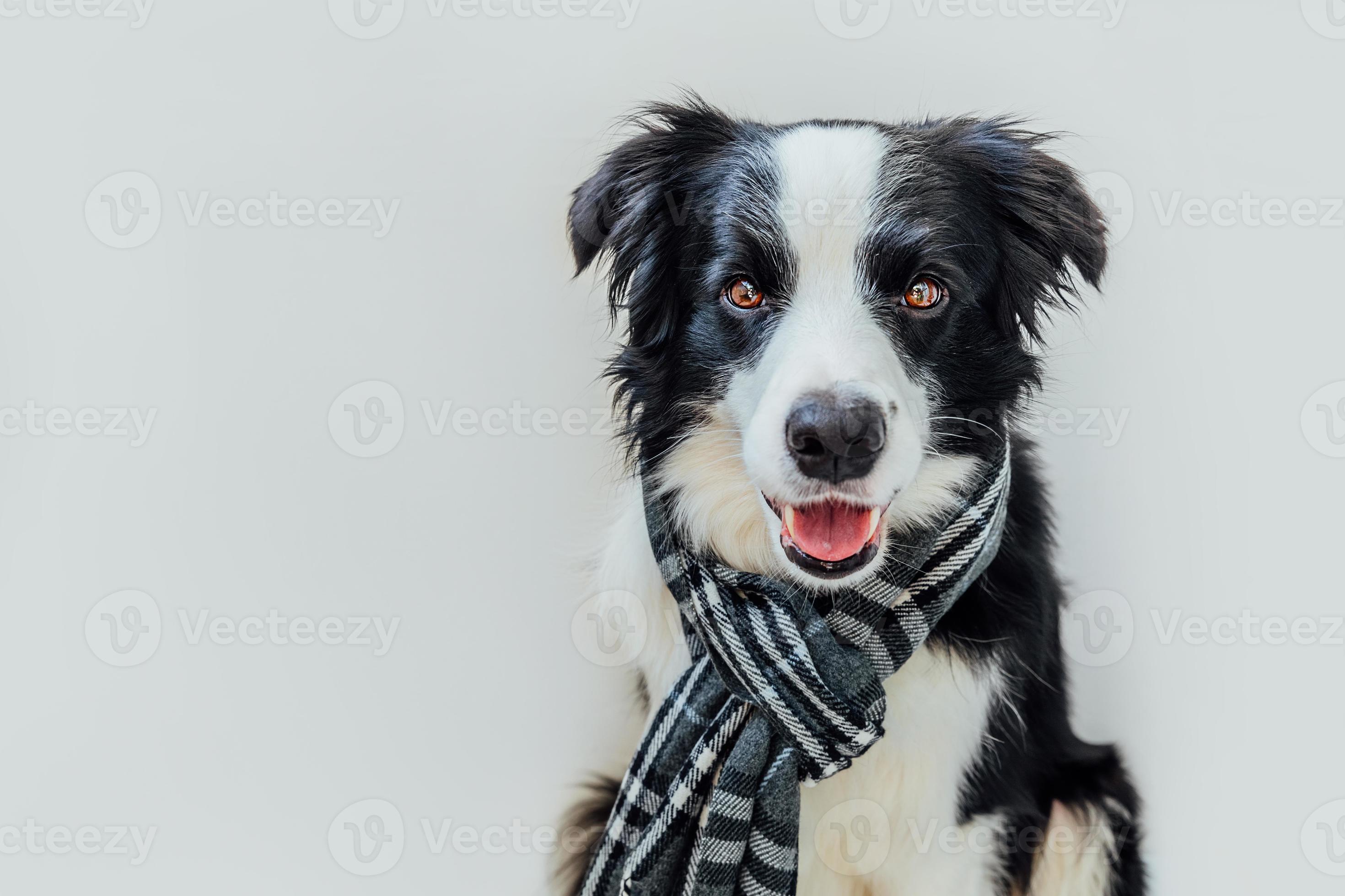 Funny studio portrait of cute smilling puppy dog border collie wearing warm  clothes scarf around neck