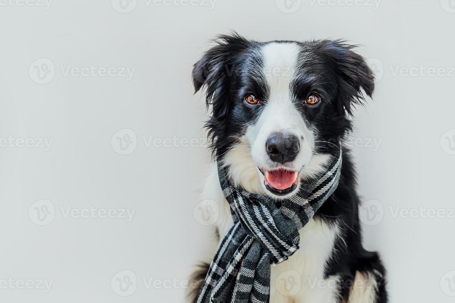 Funny cute puppy dog border collie wearing warm clothes scarf around neck isolated on white background. Winter or autumn dog portrait. Hello autumn fall. Hygge mood cold weather concept. photo