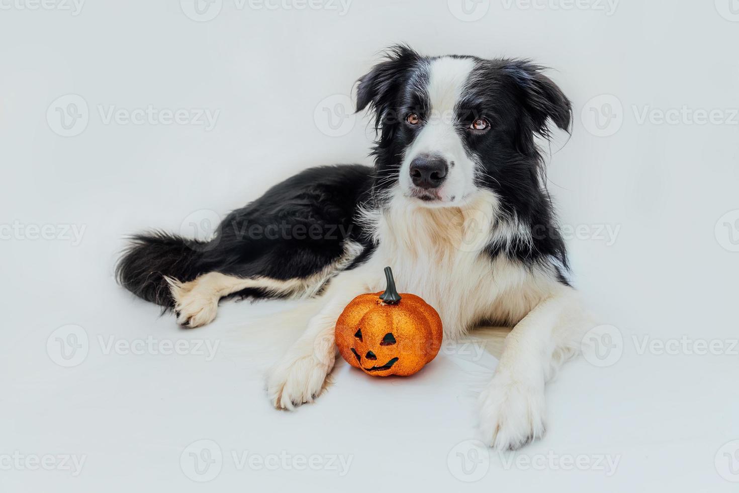 Trick or Treat concept. Funny puppy dog border collie with orange pumpkin jack o lantern lying down isolated on white background. Preparation for Halloween party. photo