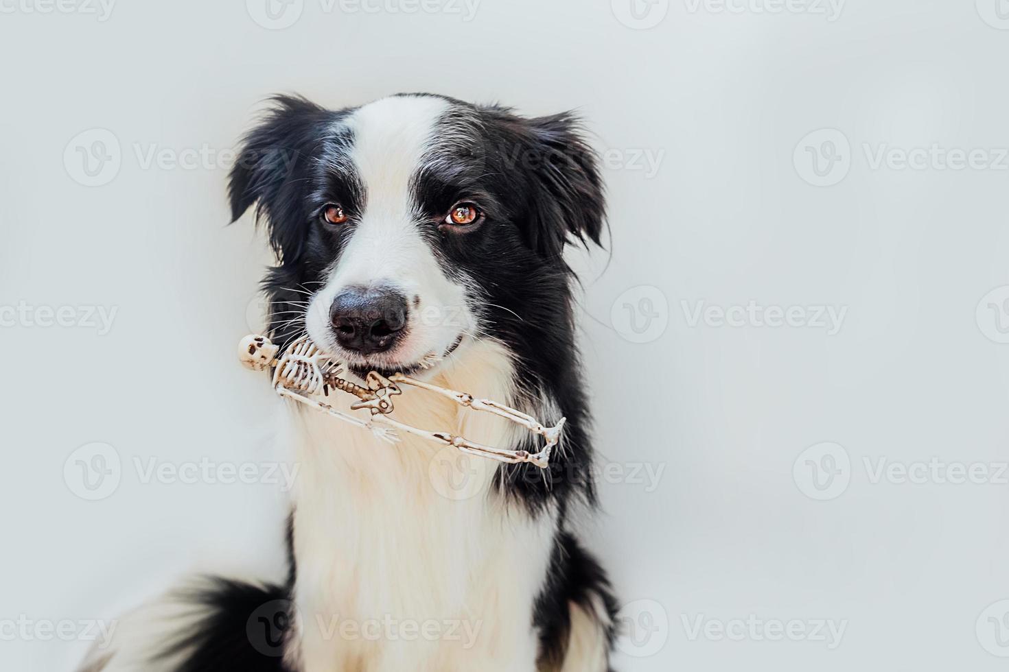 Trick or Treat concept. Funny puppy dog border collie holding skeleton in mouth isolated on white background. Preparation for Halloween party. photo