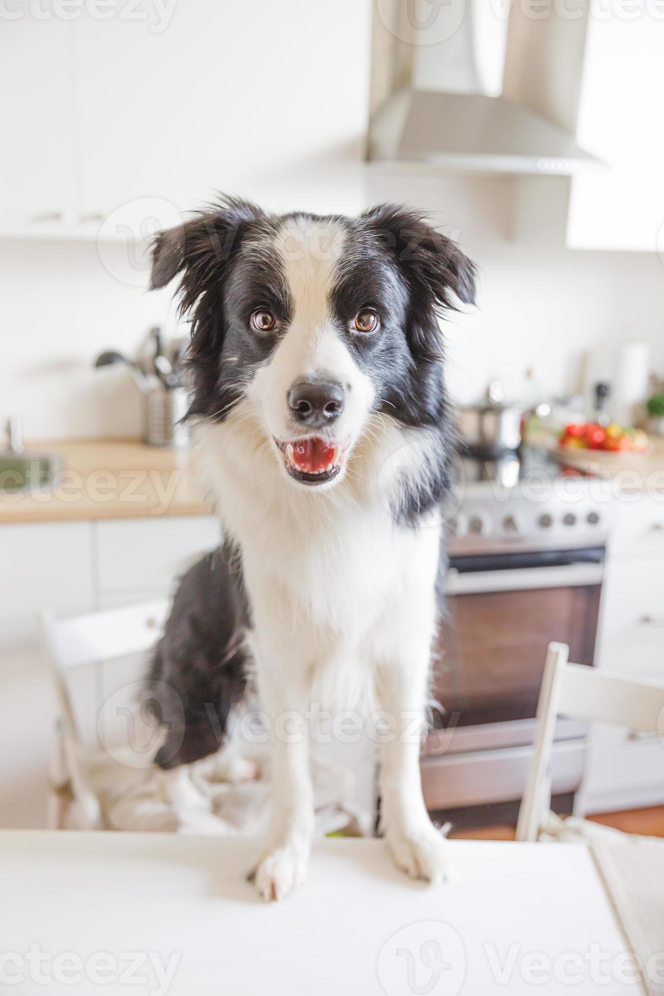 Hungry border collie dog sitting on table in modern kitchen looking with puppy eyes funny face waiting meal. Funny dog smiling gazing and waiting breakfast at home indoors, pet care animal life Hungry border collie dog sitting on table in modern kitchen looking with puppy eyes funny face waiting meal. Funny dog smiling gazing and waiting breakfast at home indoors, pet care animal life