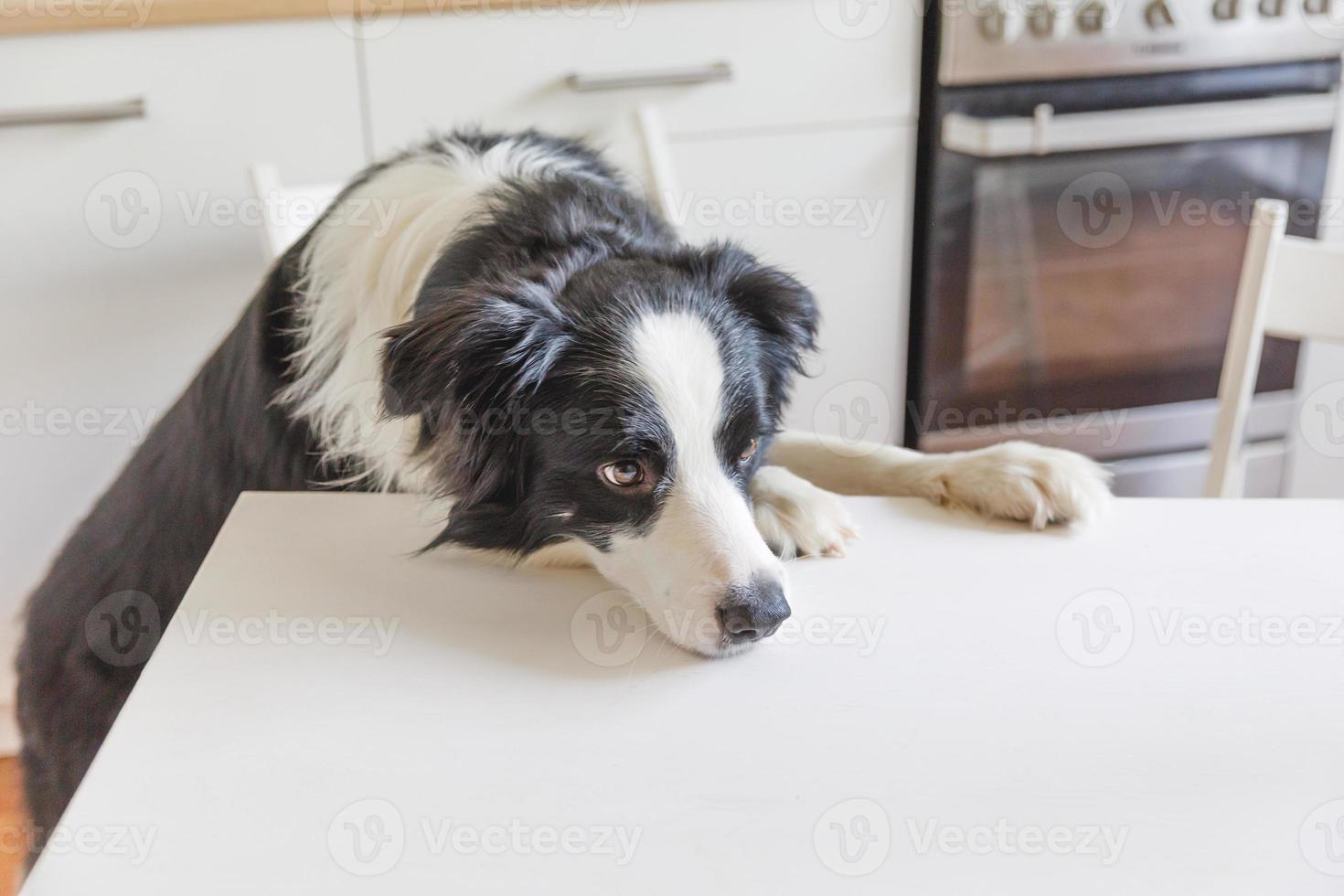 Hungry border collie dog sitting on table in modern kitchen looking with puppy eyes funny face waiting meal. Funny dog looking sad gazing and waiting breakfast at home indoors, pet care animal life photo