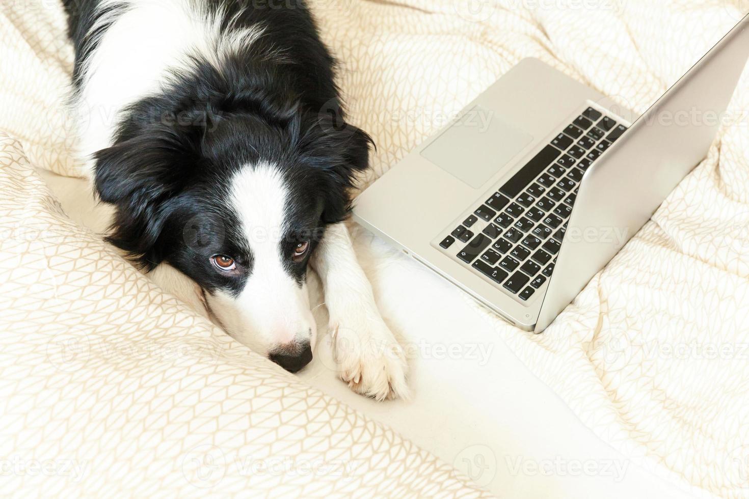 Mobile Office at home. Funny portrait cute puppy dog border collie on bed working surfing browsing internet using laptop pc computer at home indoor. Pet life freelance business quarantine concept. photo