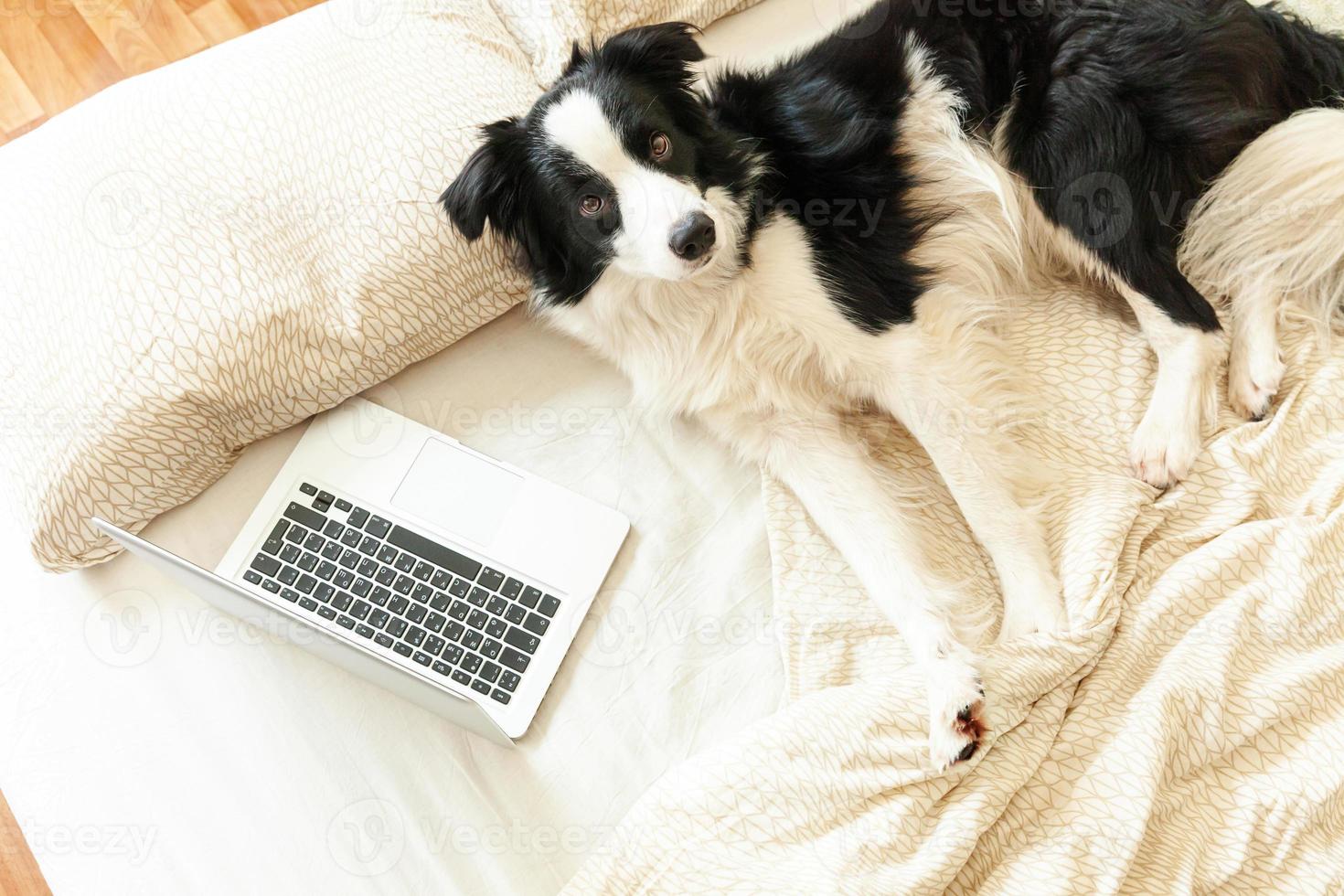 Mobile Office at home. Funny portrait cute puppy dog border collie on bed working surfing browsing internet using laptop pc computer at home indoor. Pet life freelance business quarantine concept. photo