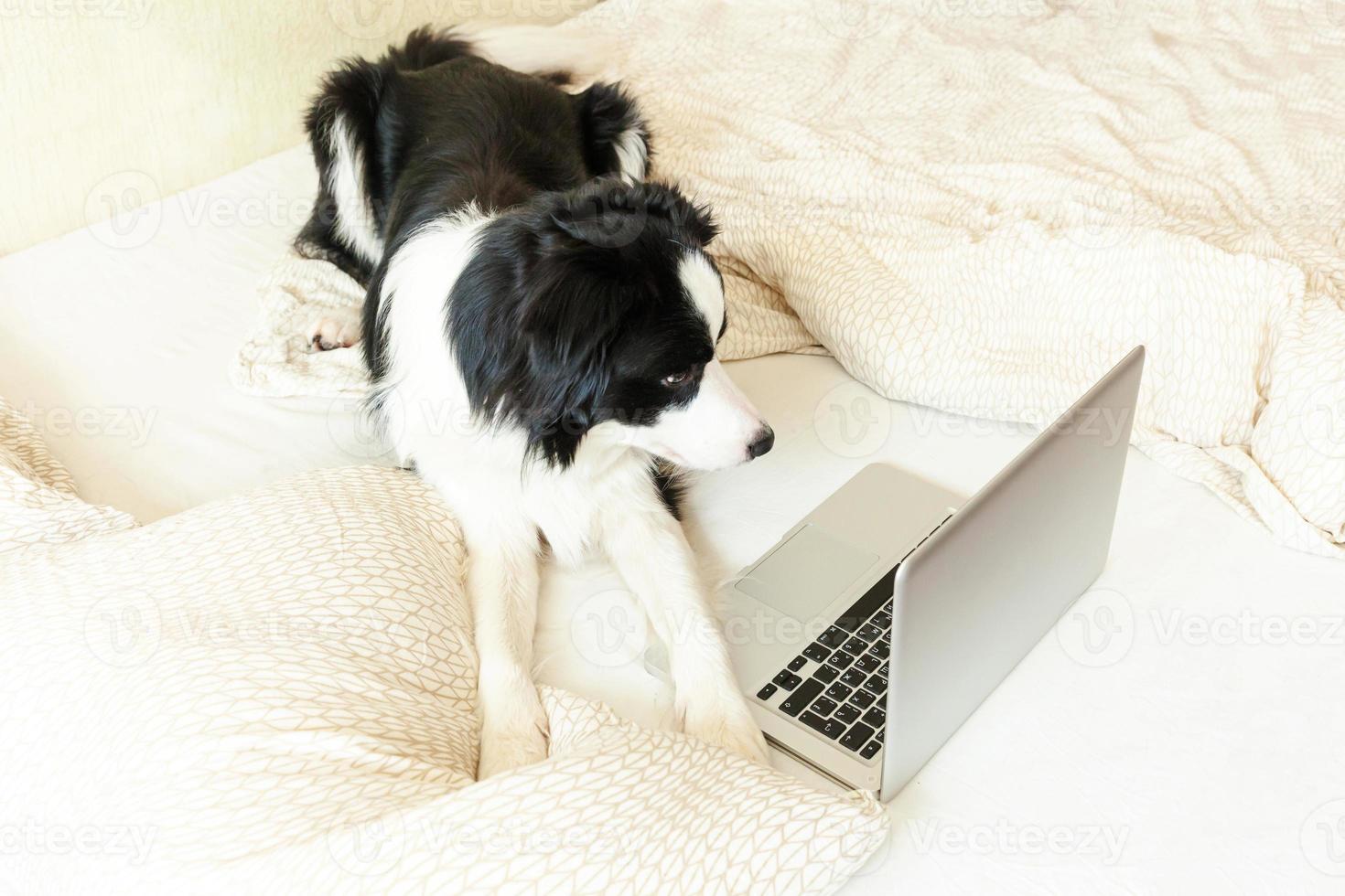 Mobile Office at home. Funny portrait cute puppy dog border collie on bed working surfing browsing internet using laptop pc computer at home indoor. Pet life freelance business quarantine concept. photo