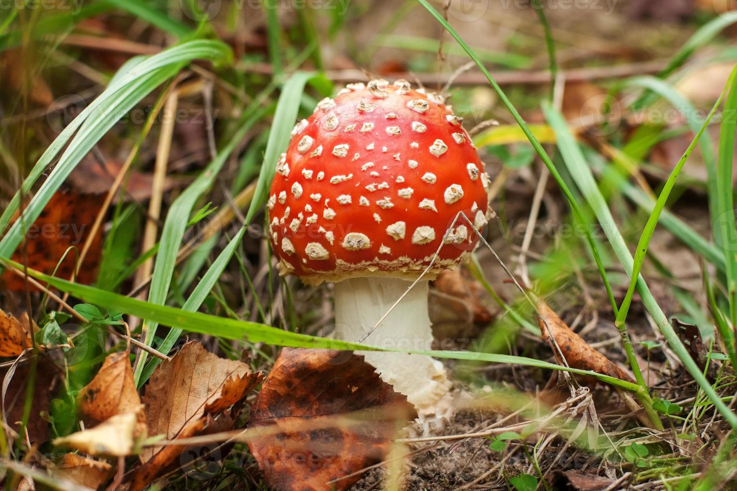 Toxic hallucinogen mushroom Fly Agaric and yellow leaves in grass on autumn forest. Red poisonous Amanita Muscaria fungus macro close up in natural environment. Inspirational natural fall landscape. photo