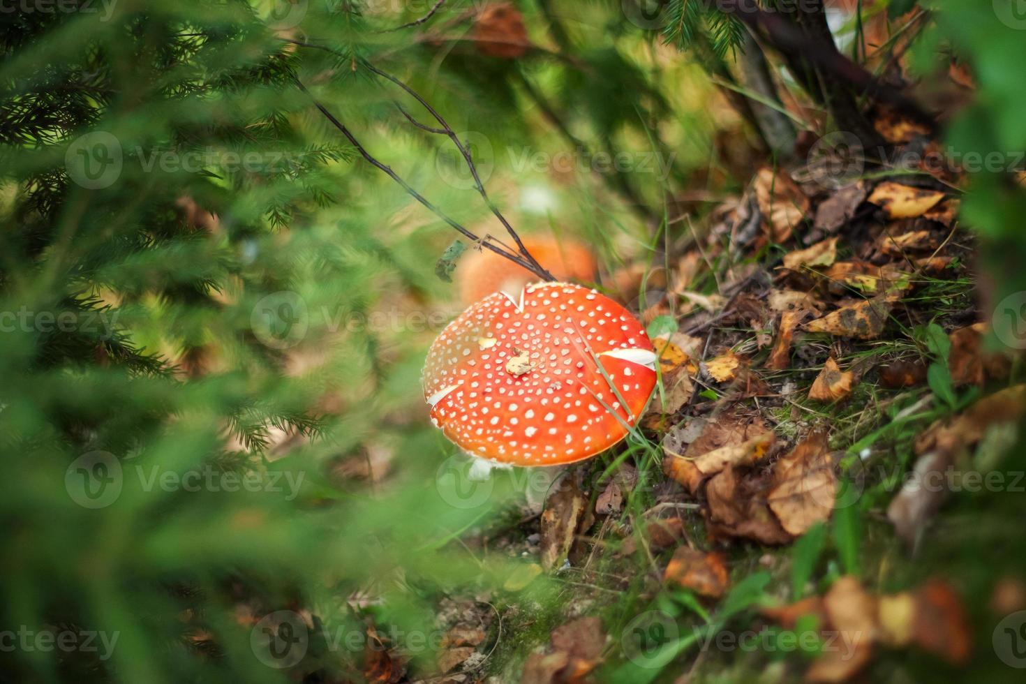 Toxic hallucinogen mushroom Fly Agaric and yellow leaves in grass on autumn forest. Red poisonous Amanita Muscaria fungus macro close up in natural environment. Inspirational natural fall landscape. photo