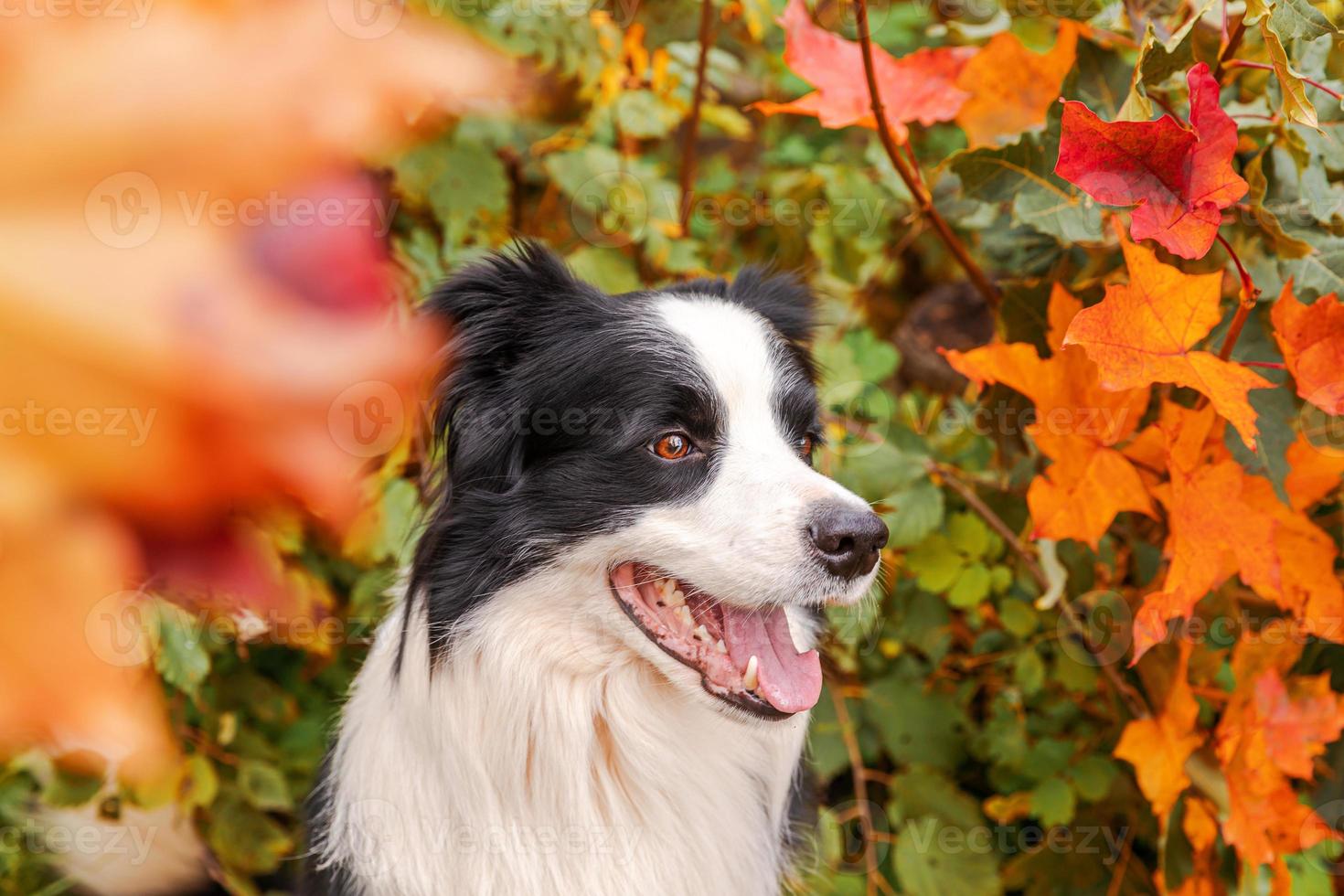 Funny smiling puppy dog border collie sitting on fall colorful foliage background in park outdoor. Dog on walking in autumn day. Hello Autumn cold weather concept. photo