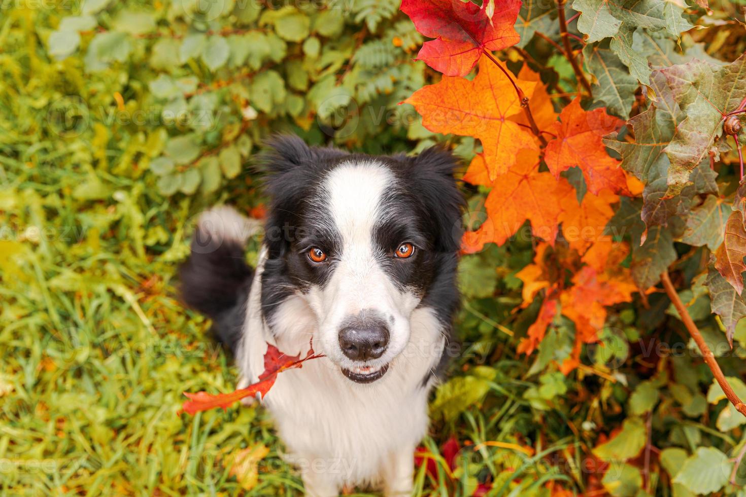 Funny puppy dog border collie with orange maple fall leaf in mouth sitting on park background outdoor. Dog sniffing autumn leaves on walk. Hello Autumn cold weather concept. photo