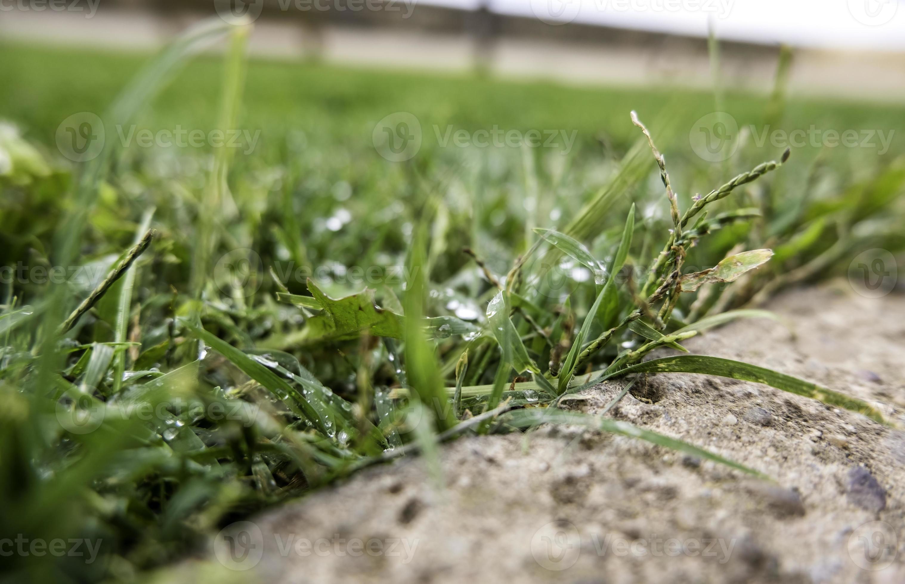 Grass wet from rain 11555356 Stock Photo at Vecteezy