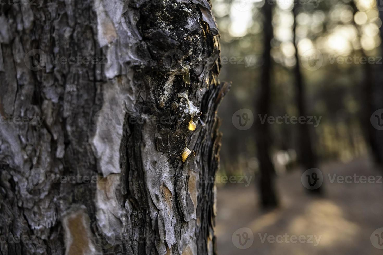 Resin on a pine photo