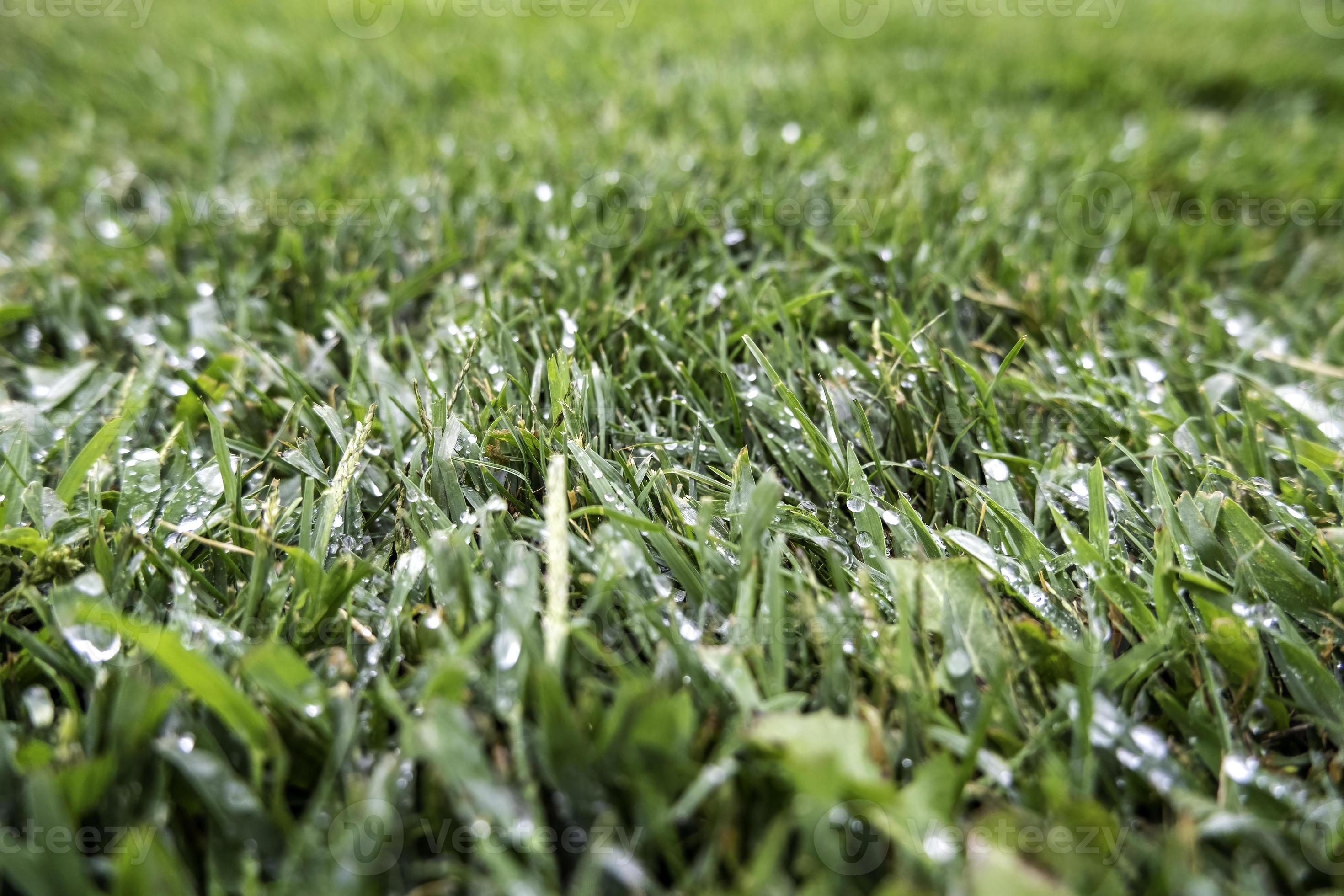 Grass wet from rain 11555369 Stock Photo at Vecteezy