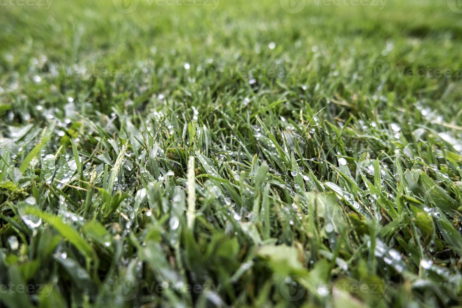 Grass wet from rain 11555369 Stock Photo at Vecteezy