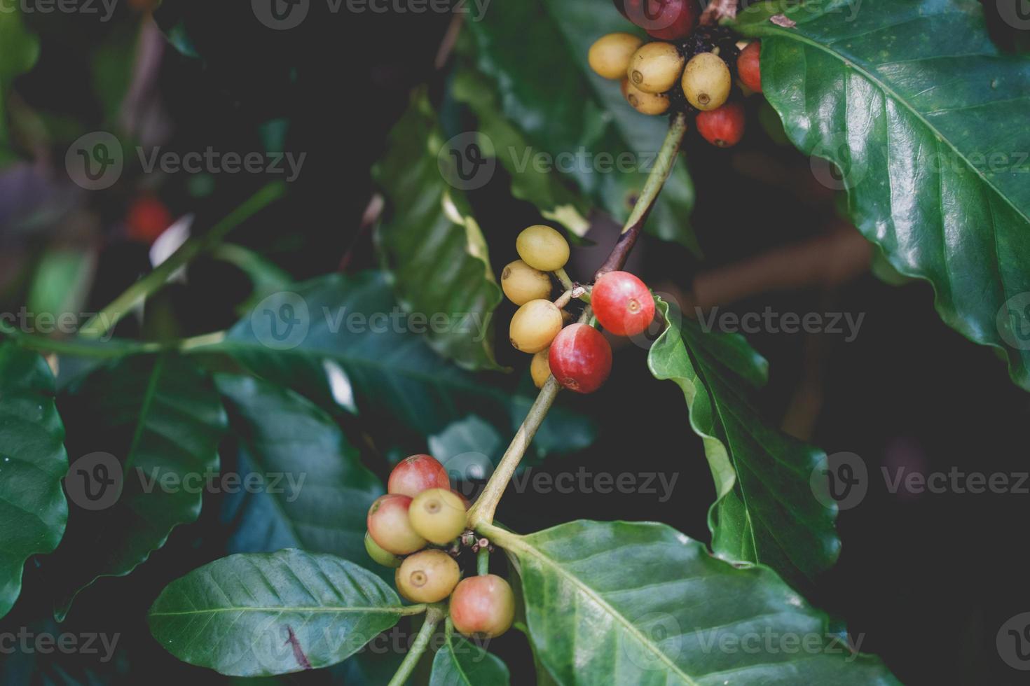 Ripe Red coffee bean berry plant fresh seed coffee tree growth green eco organic farm. Red ripe seed robusta arabica berries harvest coffee garden. Coffee bean tree concept. photo