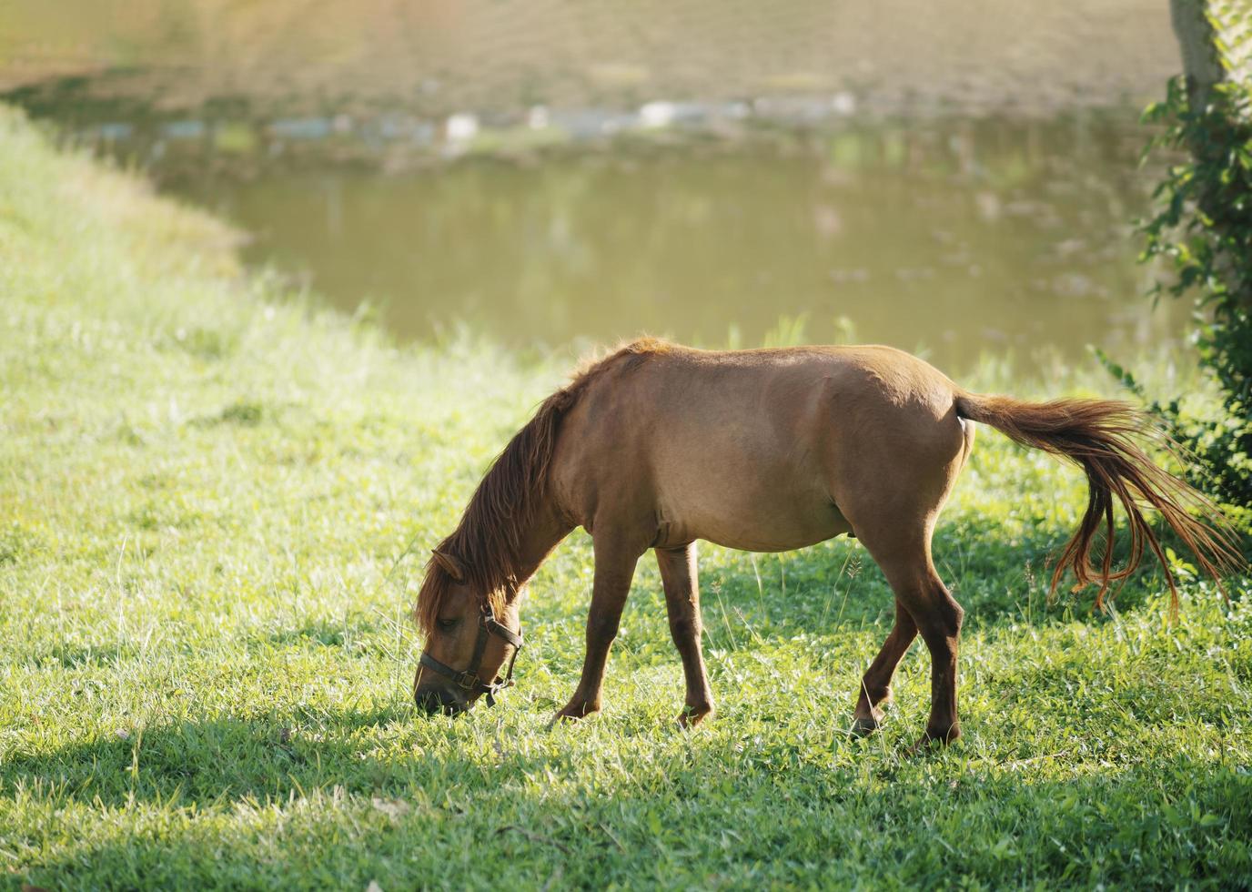 Horse eating freshgrass on the lawn sunlight in the evening. Brown horse feeding standing at the farm near the river. Animals nature wildlife concept. photo