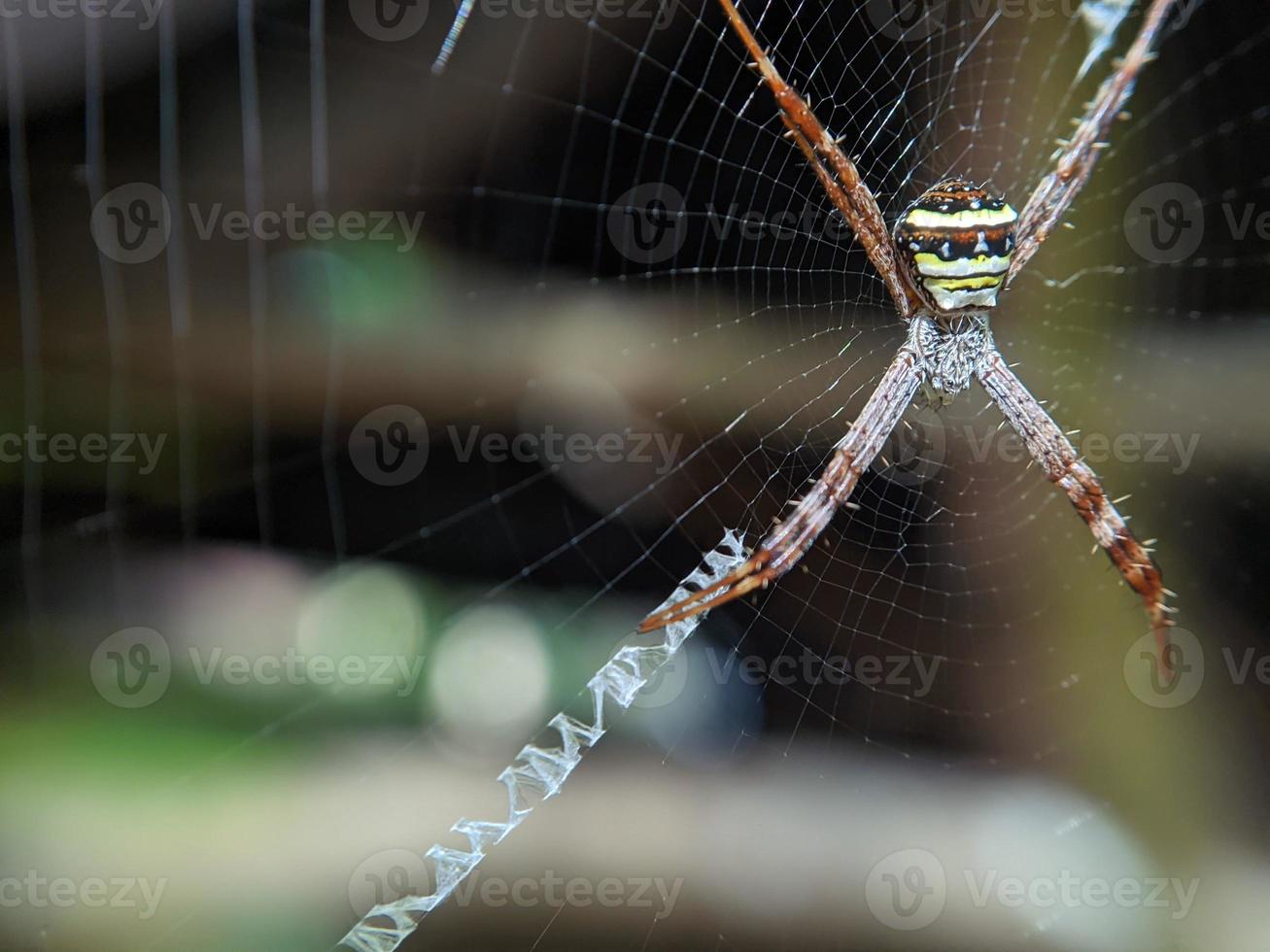 Beautiful spider hanging on the web waiting for food, macro nature photo