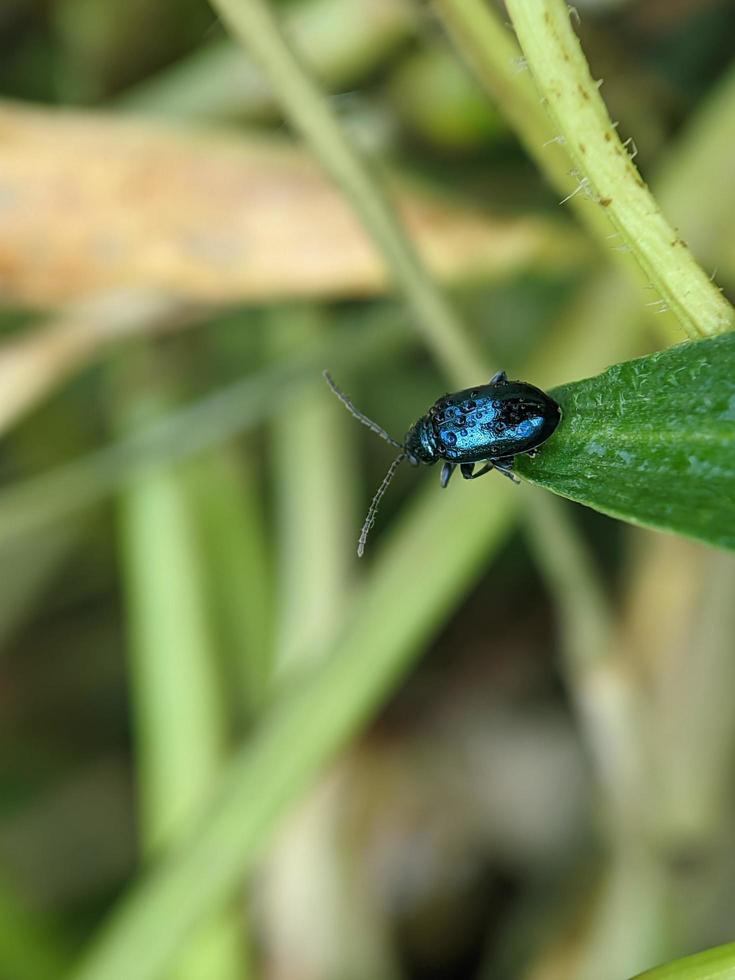 Aphthona is a genus of beetles, in the leaf beetle family Chrysomelidae, native to Europe and Asia photo