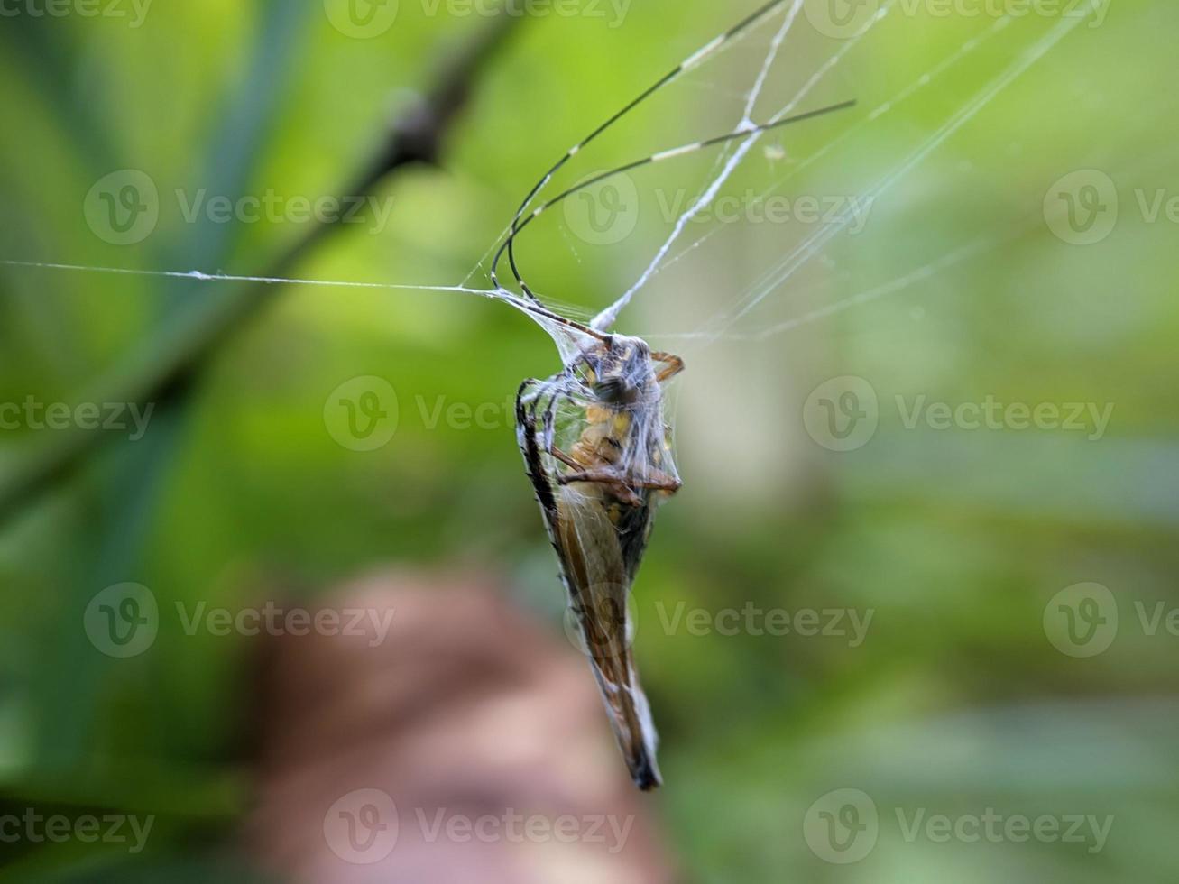 grasshopper trapped in cobweb in bush, macro photography photo