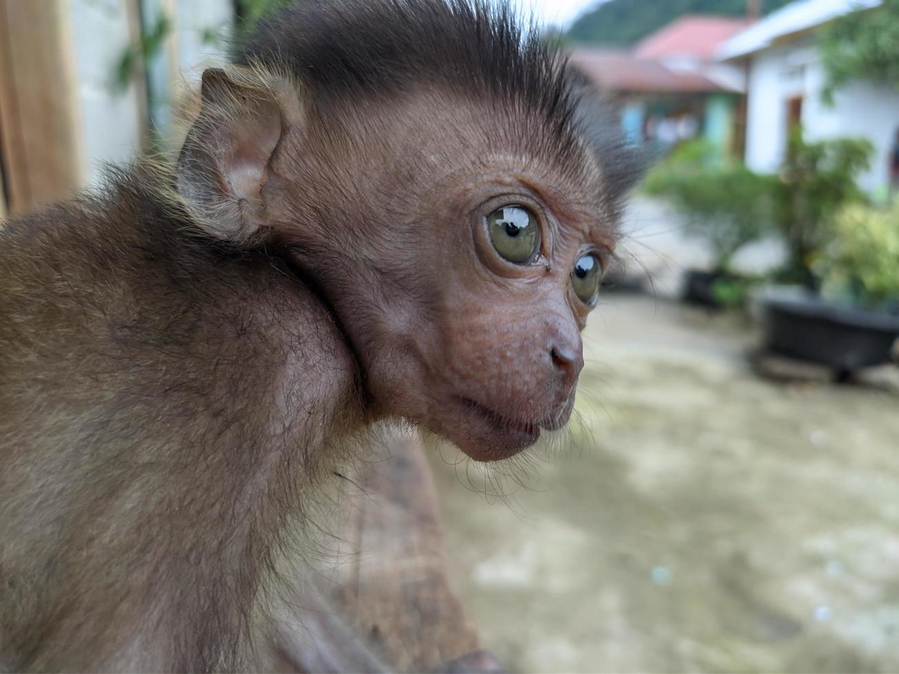 baby monkey separated from its mother and adopted by humans, conservation photo