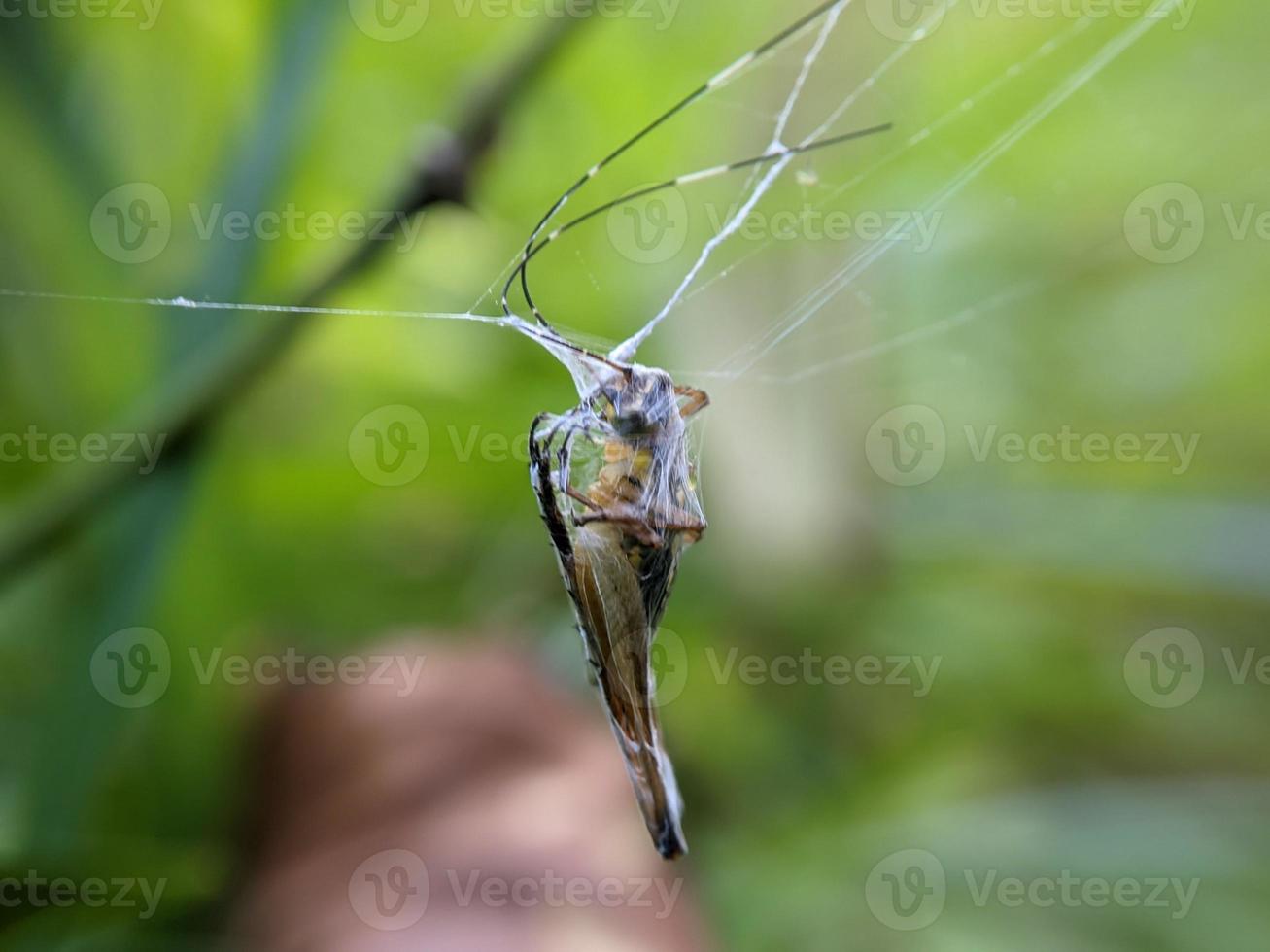 grasshopper trapped in cobweb in bush, macro photography photo