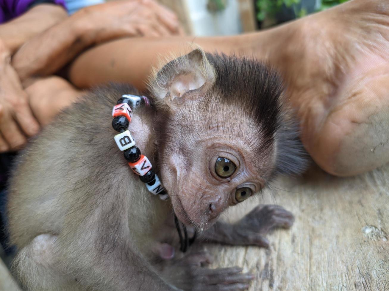 baby monkey separated from its mother and adopted by humans, conservation photo
