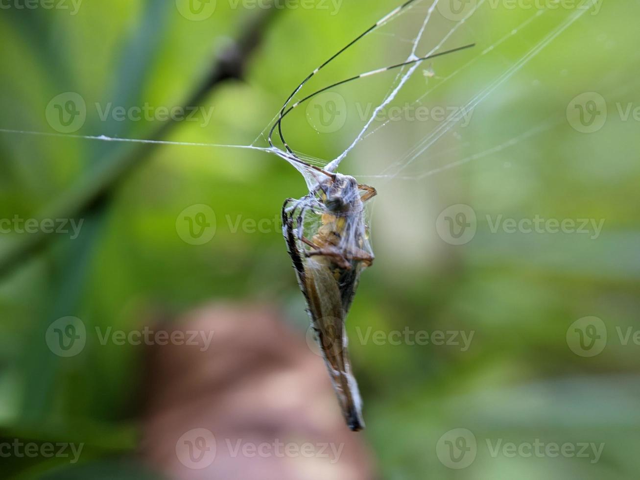 grasshopper trapped in cobweb in bush, macro photography photo