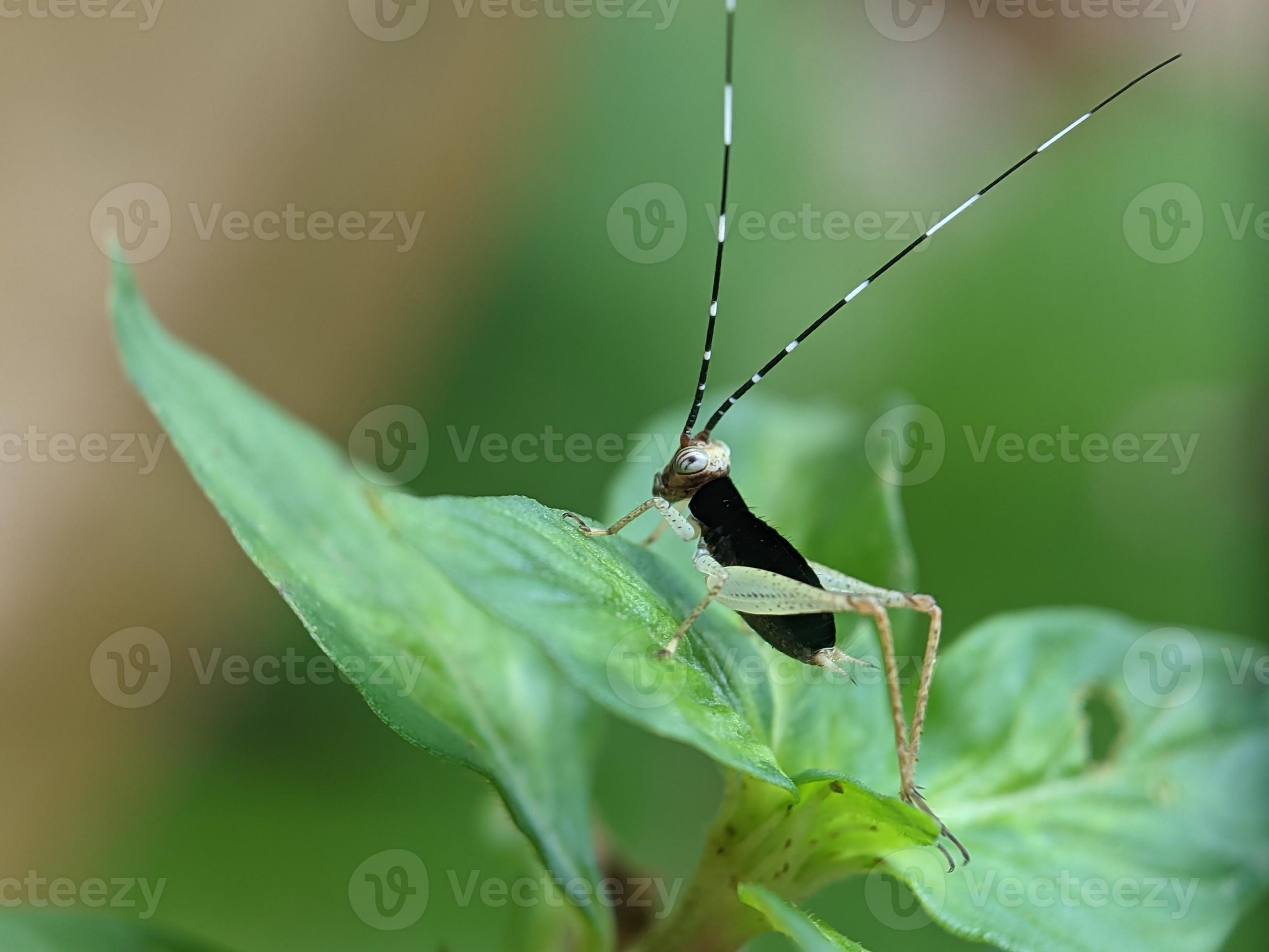 on leaf, macro photography, extreme close up 11555809 Stock