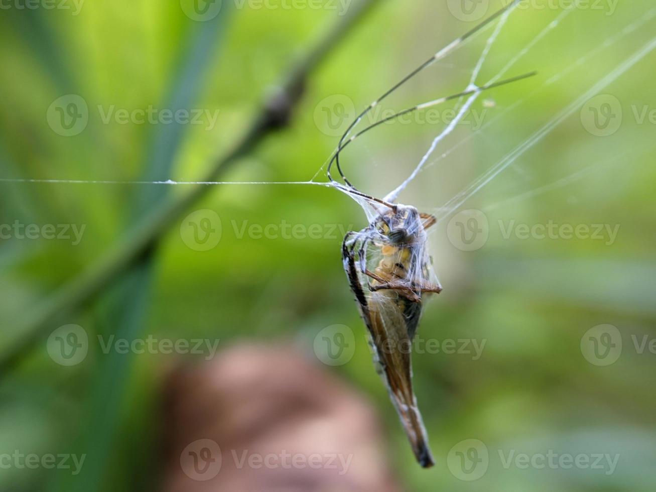 grasshopper trapped in cobweb in bush, macro photography photo