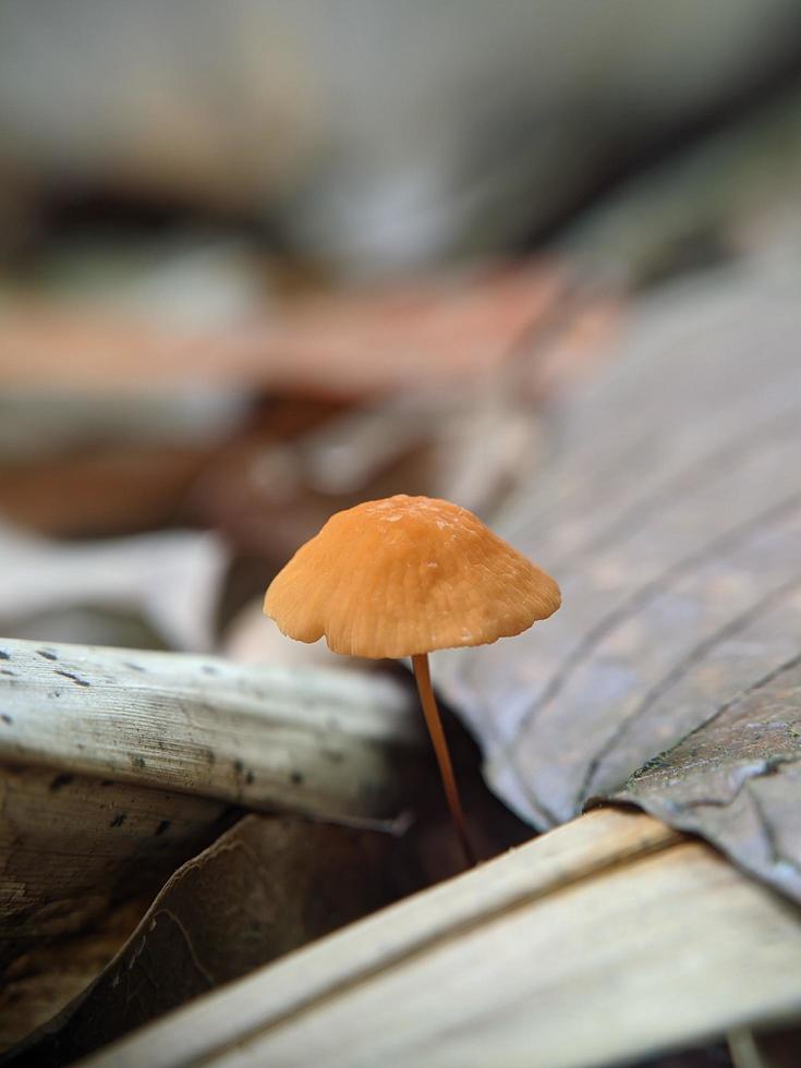 Marasmius siccus, or orange pinwheel, is a small citrus mushroom of the genus Marasmius, with a beach umbrella shaped cap, growing in tropical rainforest in Indonesia, selected focus photo