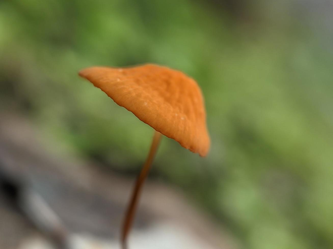 Marasmius siccus, or orange pinwheel, is a small citrus mushroom of the genus Marasmius, with a beach umbrella shaped cap, growing in tropical rainforest in Indonesia, selected focus photo