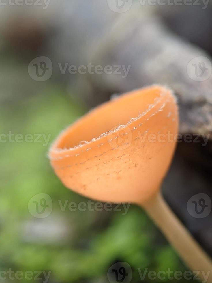 Champagne fungi or cup mushroom growing on mossy land in rainforest in Indonesia, macro nature, selected focus photo