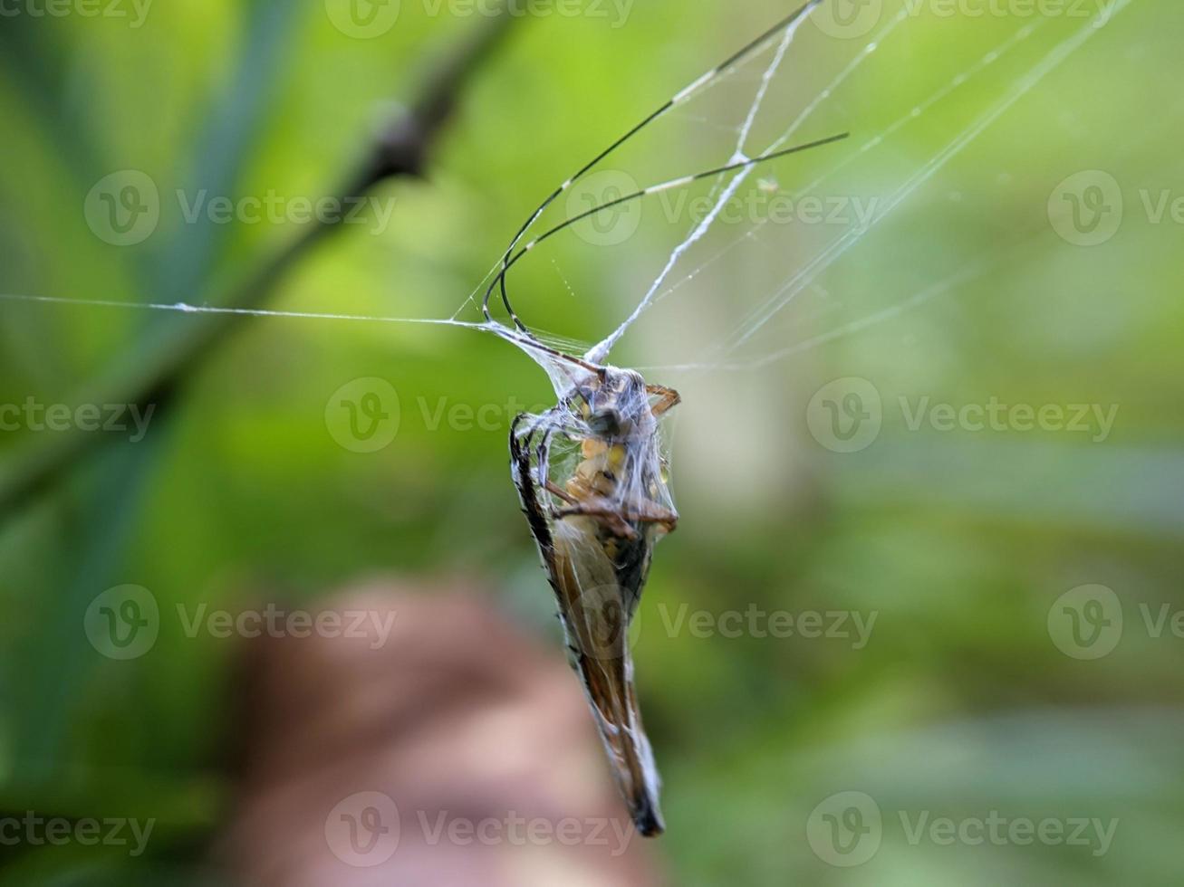 grasshopper trapped in cobweb in bush, macro photography photo