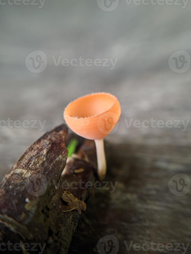 Champagne fungi or cup mushroom growing on mossy land in rainforest in Indonesia, macro nature, selected focus photo