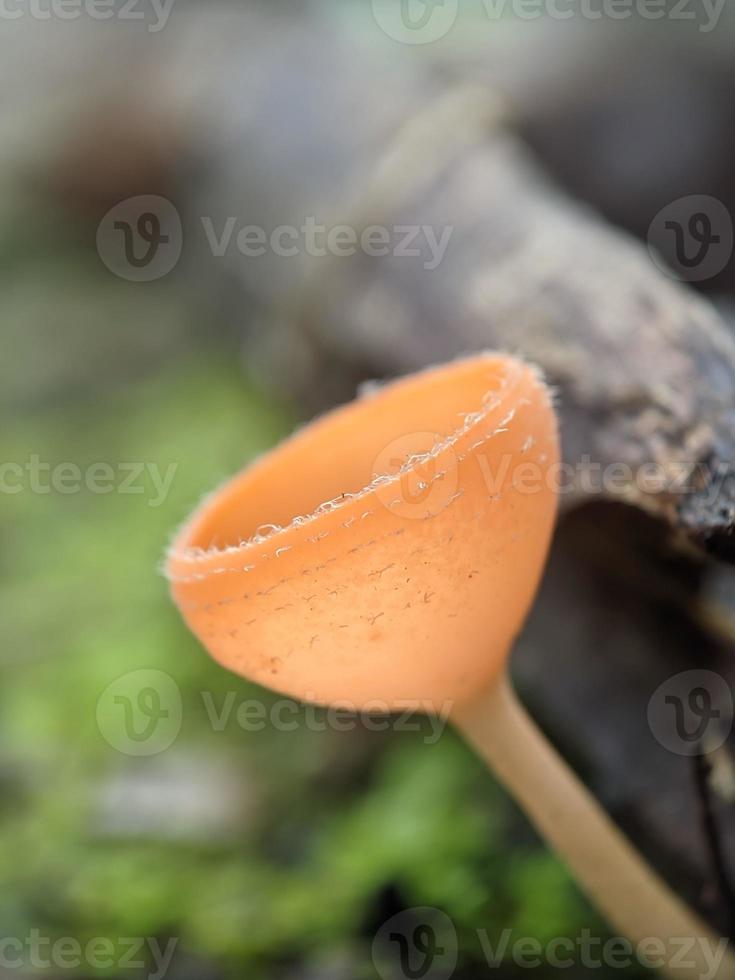 Champagne fungi or cup mushroom growing on mossy land in rainforest in Indonesia, macro nature, selected focus photo