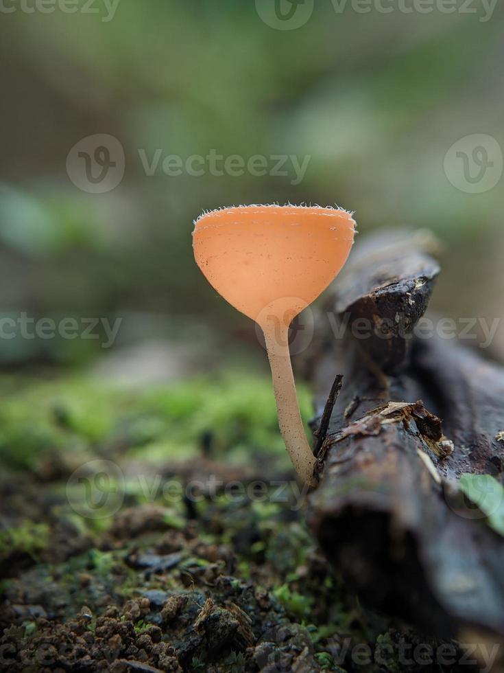 Champagne fungi or cup mushroom growing on mossy land in rainforest in Indonesia, macro nature, selected focus photo