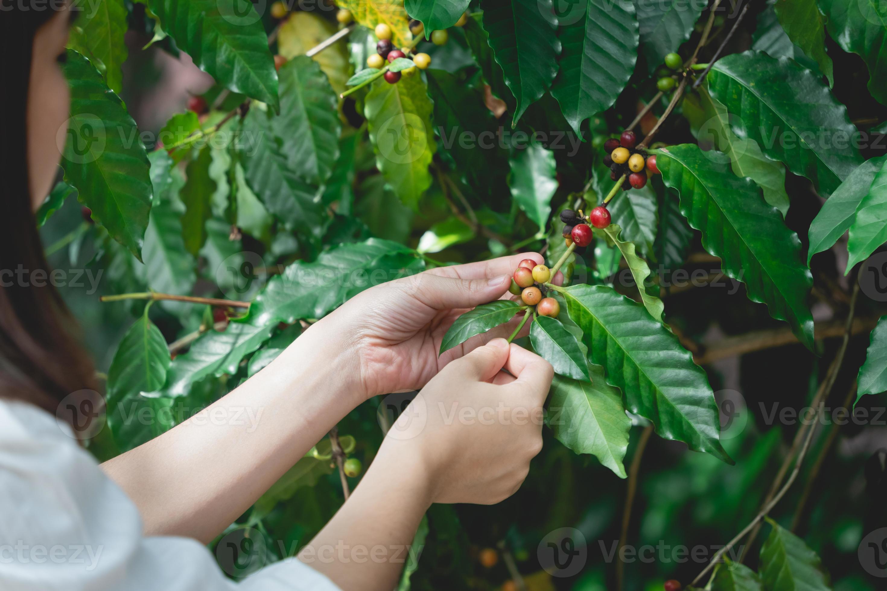Woman's hands harvesting ripe Red coffee bean berry plant fresh seed