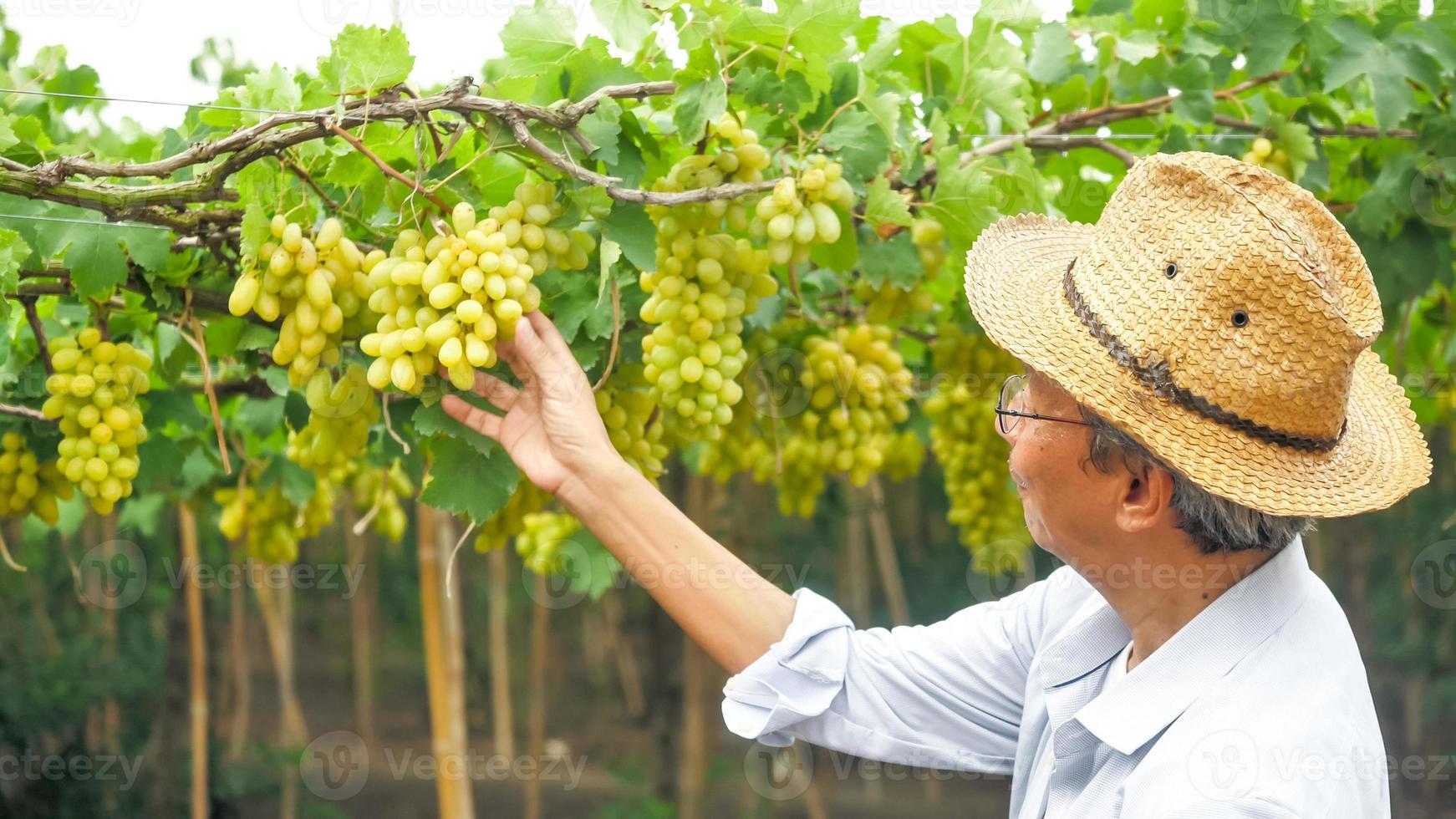 Happy farmer holding a bunch of grapes in vineyard. photo