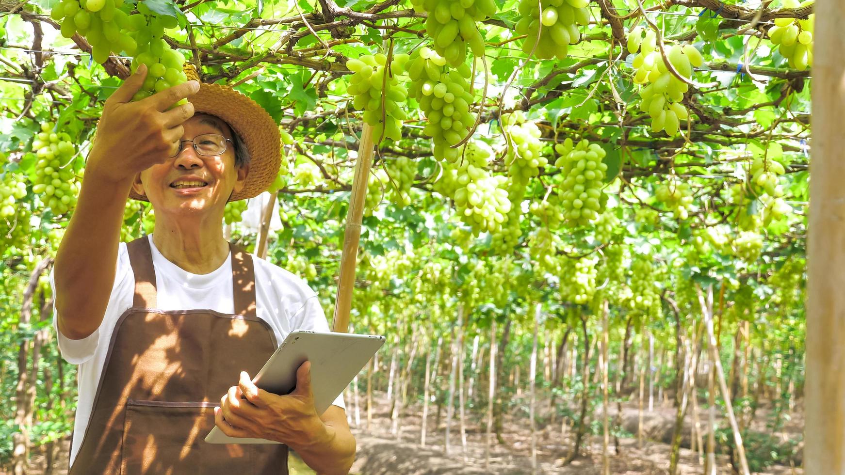 Happy farmer holding a tablet and a bunch of grapes in vineyard. photo