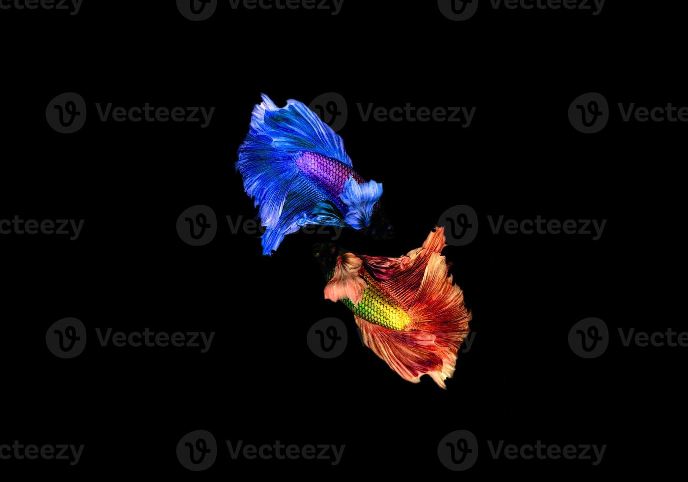 Colorful betta or fighter fish on dark background photo