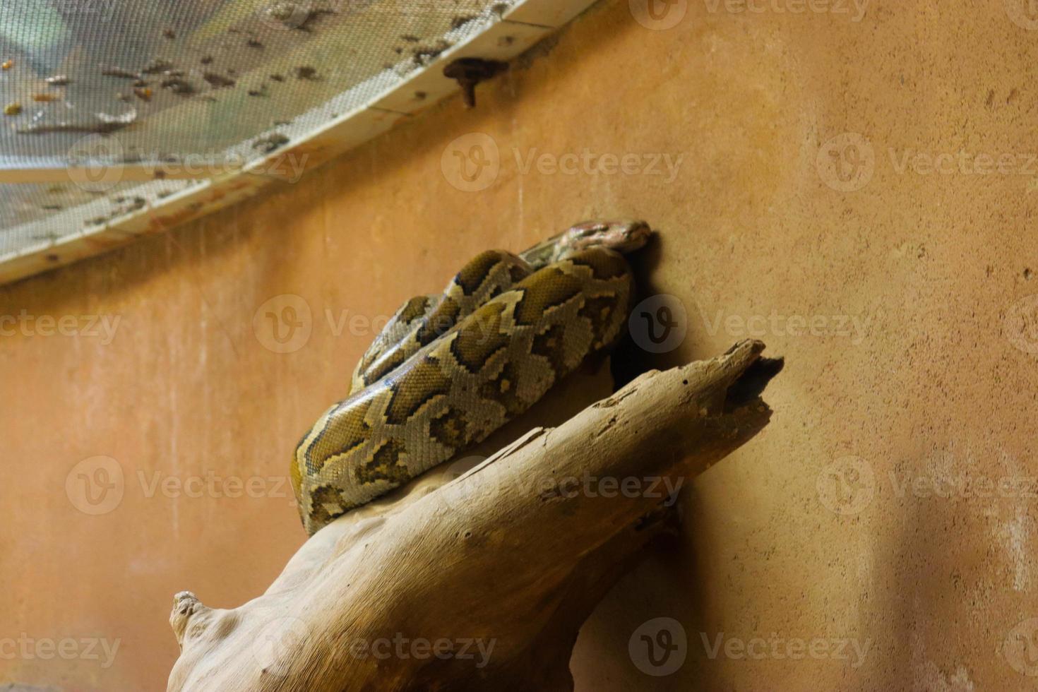 Python Snake in the cage 11556782 Stock Photo at Vecteezy