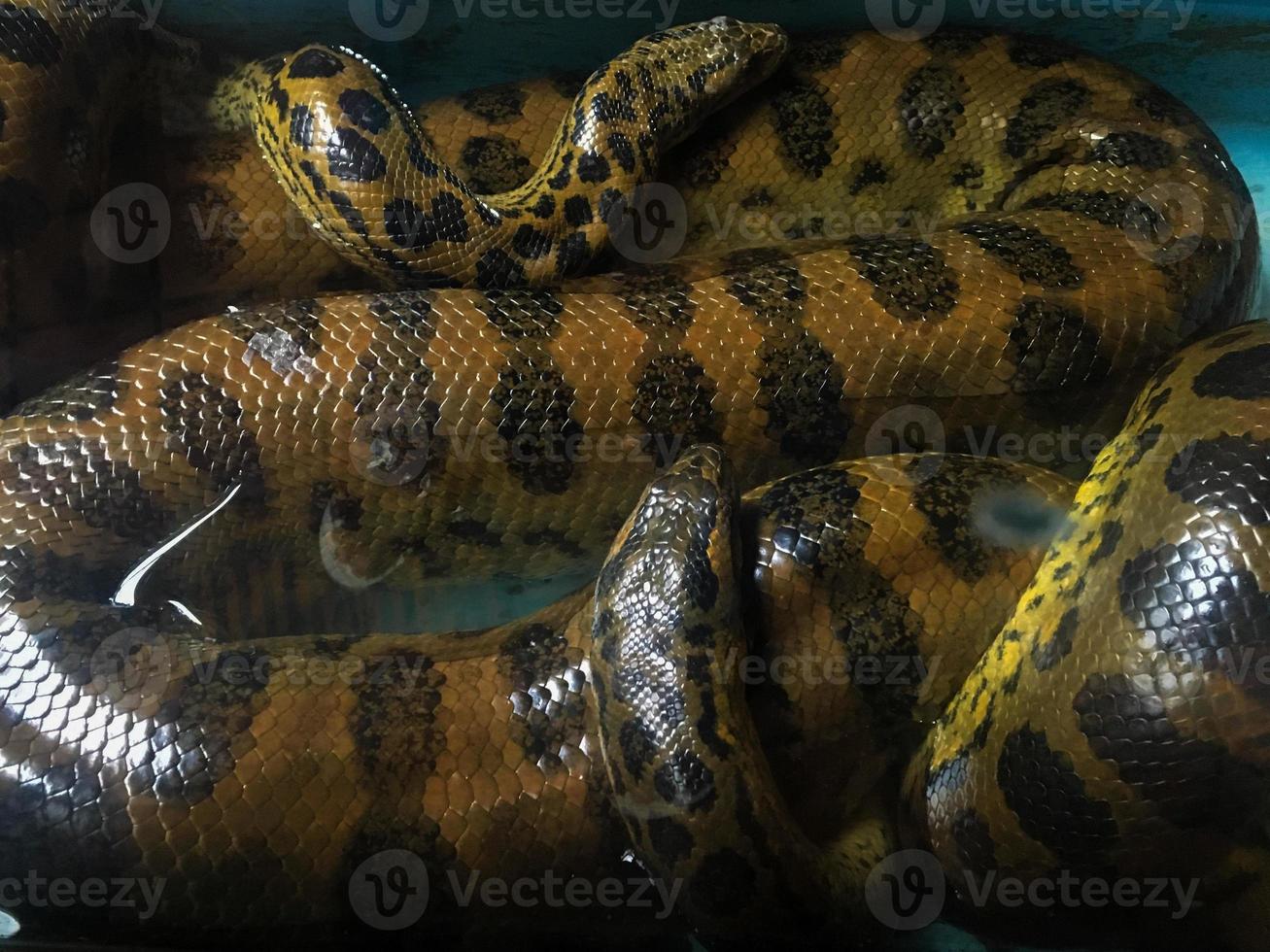 A Big Anaconda close-up image from the zoo photo