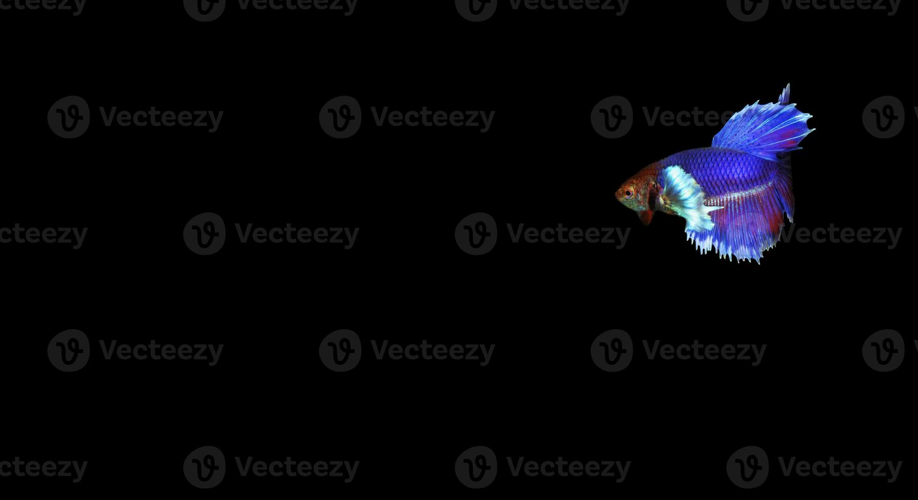 Colorful betta or fighter fish on dark background photo