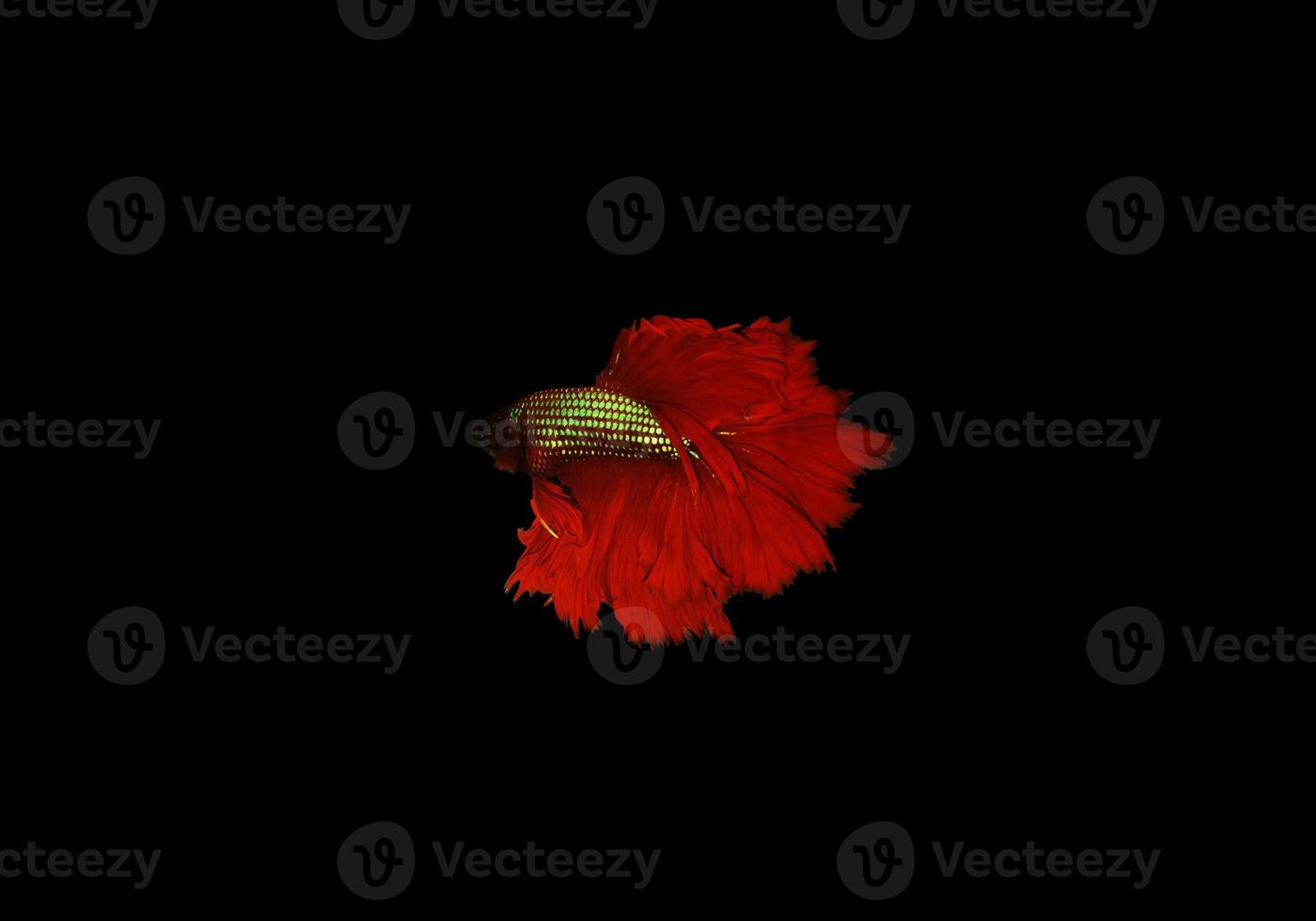 Colorful betta or fighter fish on dark background photo