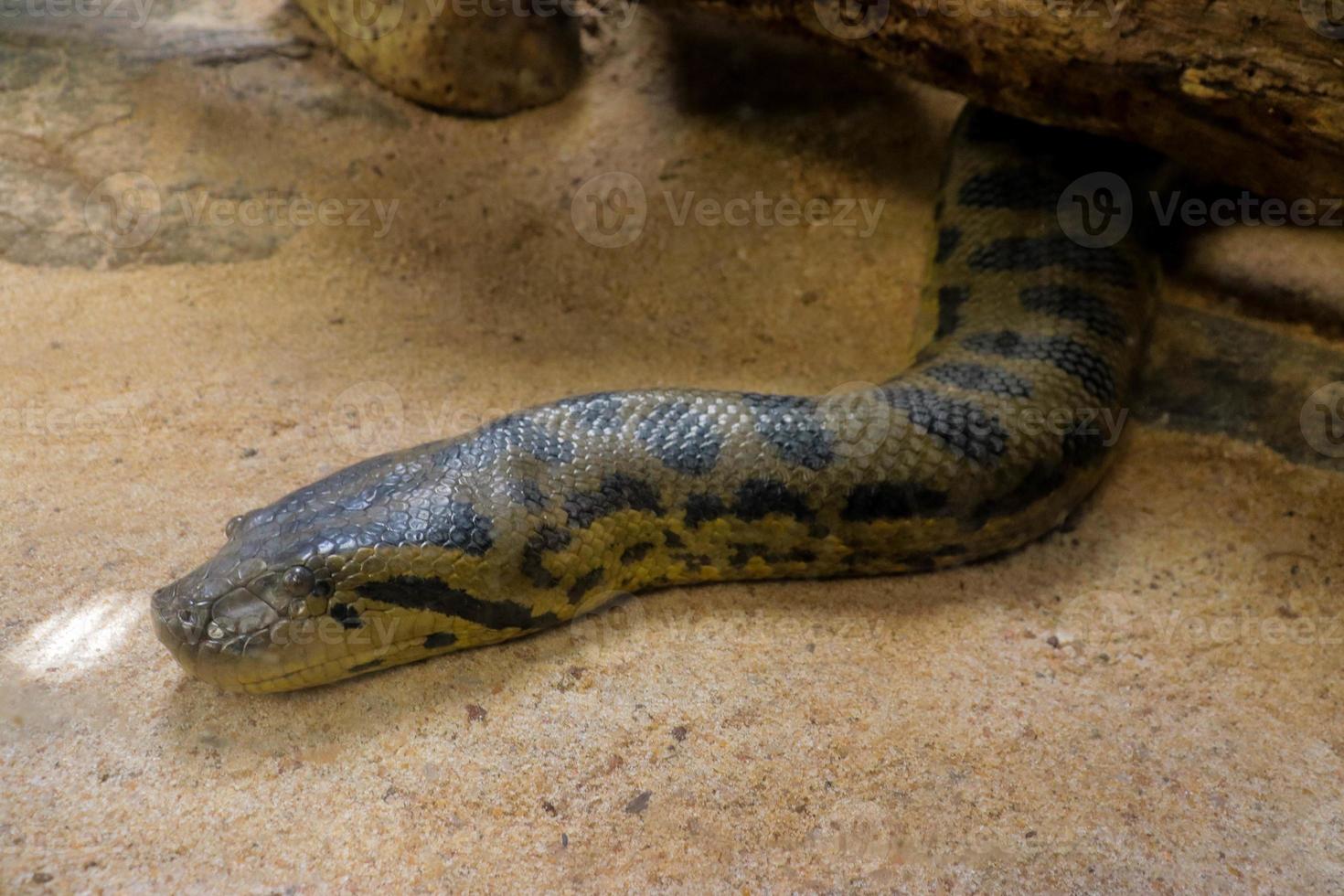 A Big Anaconda close-up image from the zoo photo