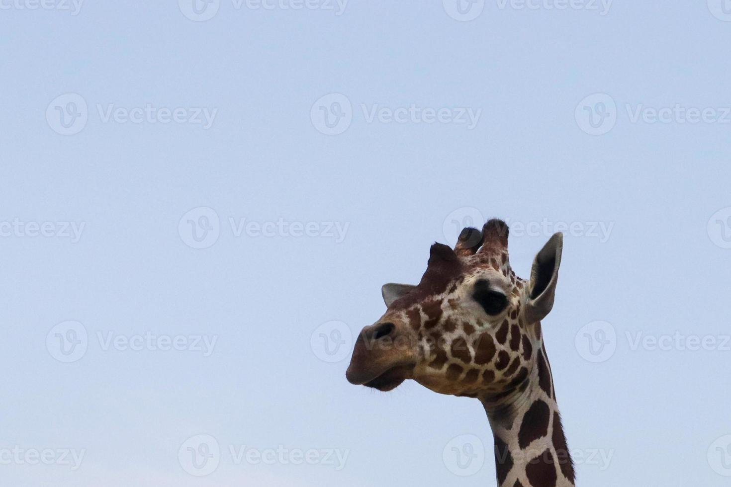 Giraffe in the zoo photo